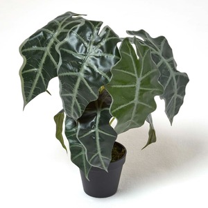 Homescapes Amazonica Elephant Ear Plant in Pot, 50 cm Tall - Green