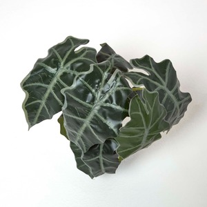 Homescapes Amazonica Elephant Ear Plant in Pot, 50 cm Tall - Green - Image 2